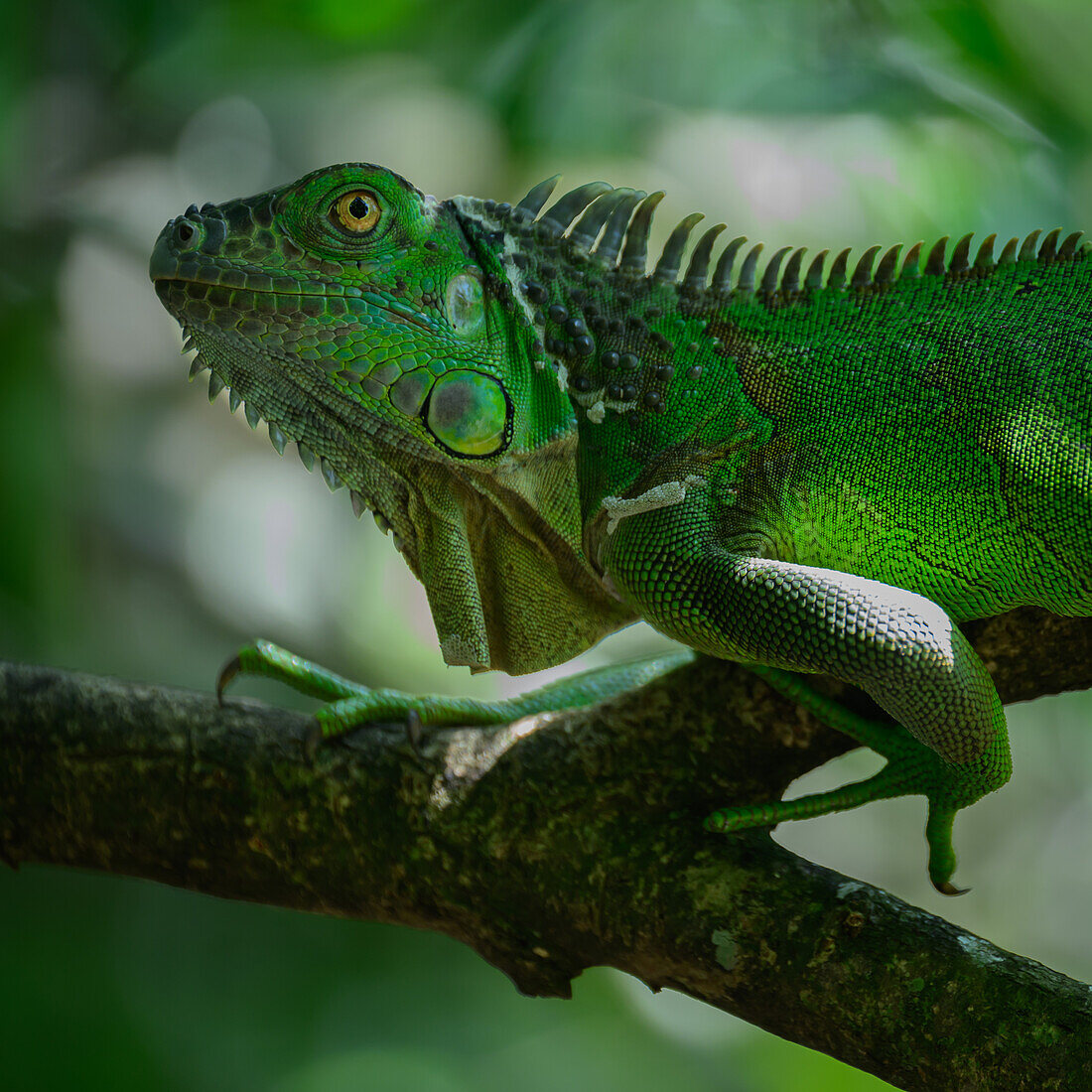 Green Iguana, Costa Rica, Central America