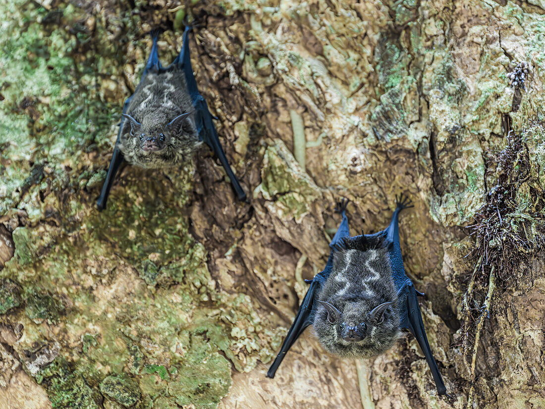 Long nosed bat, Costa Rica, Central America