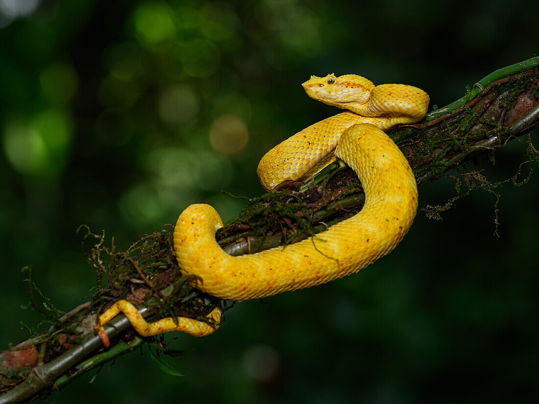 Eyelash Viper, Costa Rica, Central America