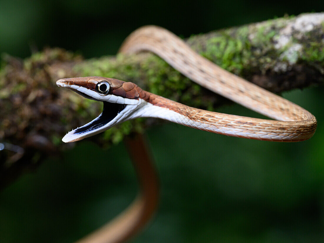 Braune Weinbergnatter, Costa Rica, Mittelamerika