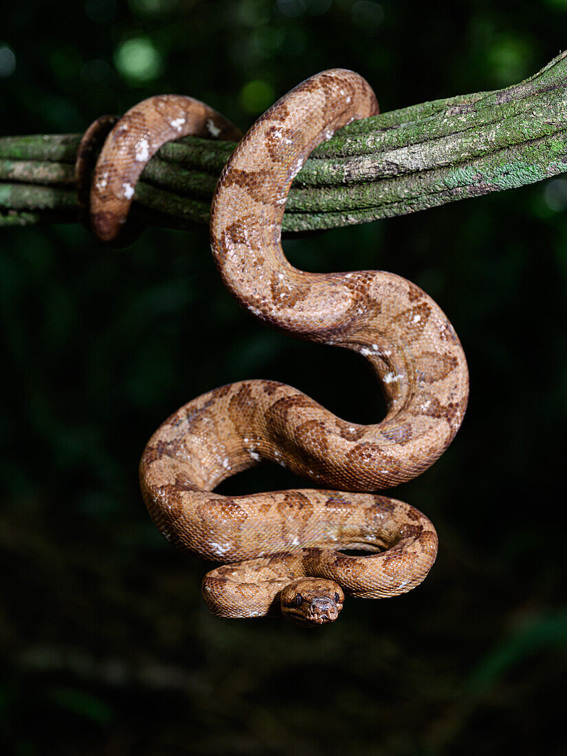 Tree Boa, Costa Rica, Central America