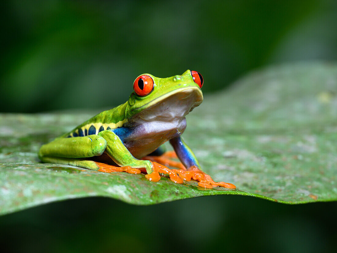 Red Eyed Tree Frog, Costa Rica, Central America