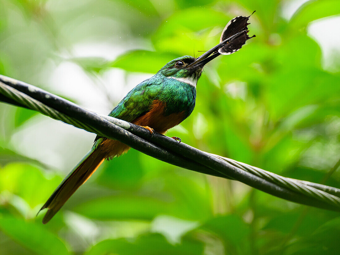 Rufous Tailed Jacamar, Costa Rica, Central America