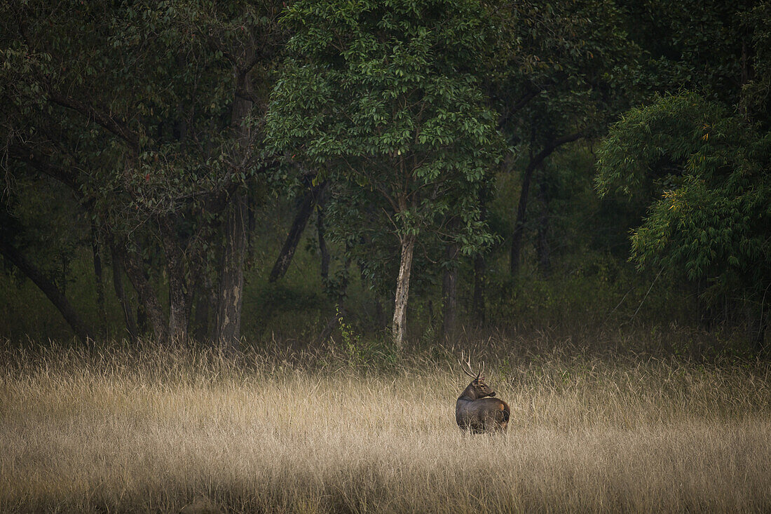 Sambarhirsch, Indien, Asien