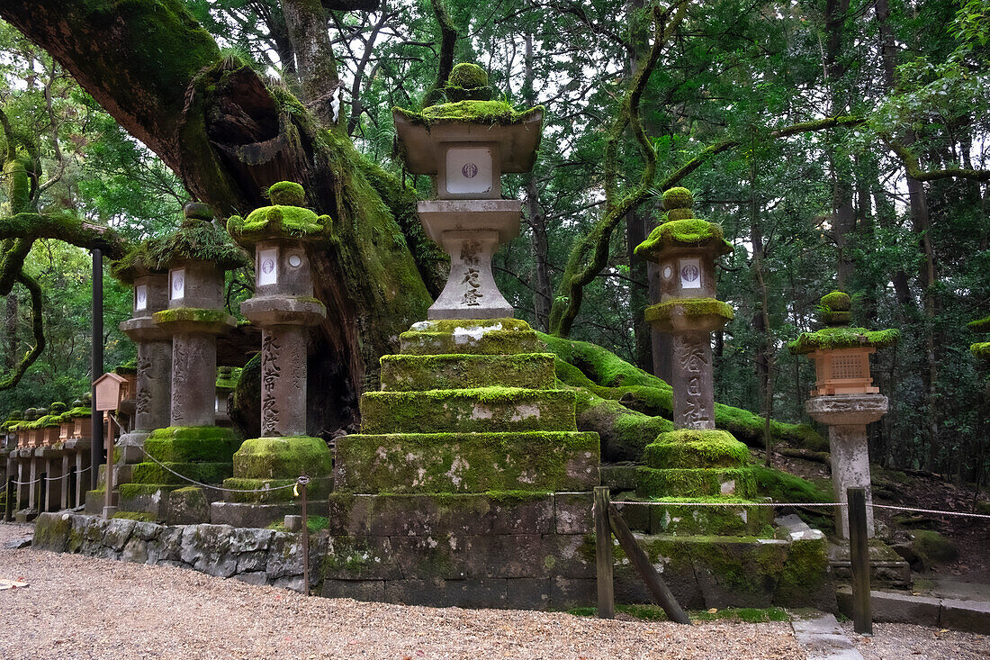 A cluster of stone lanterns sitting under a huge tree in the dense forest of Nara, Honshu, Japan, Asia