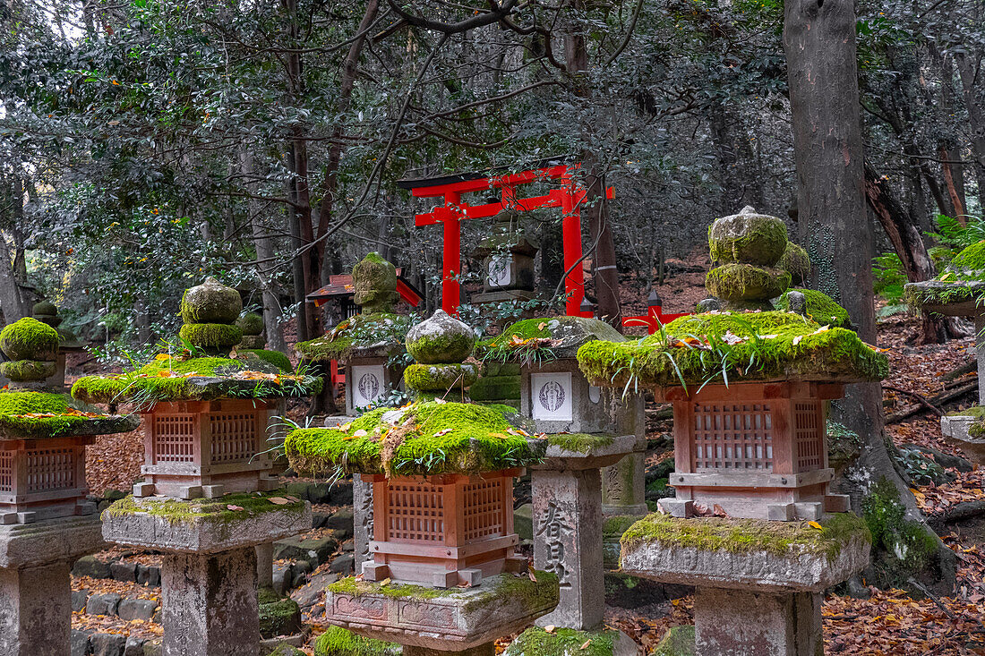 A cluster of moss-covered rocks nestled among the trees in a forest and a red torii in the background, Nara, Honshu, Japan, Asia