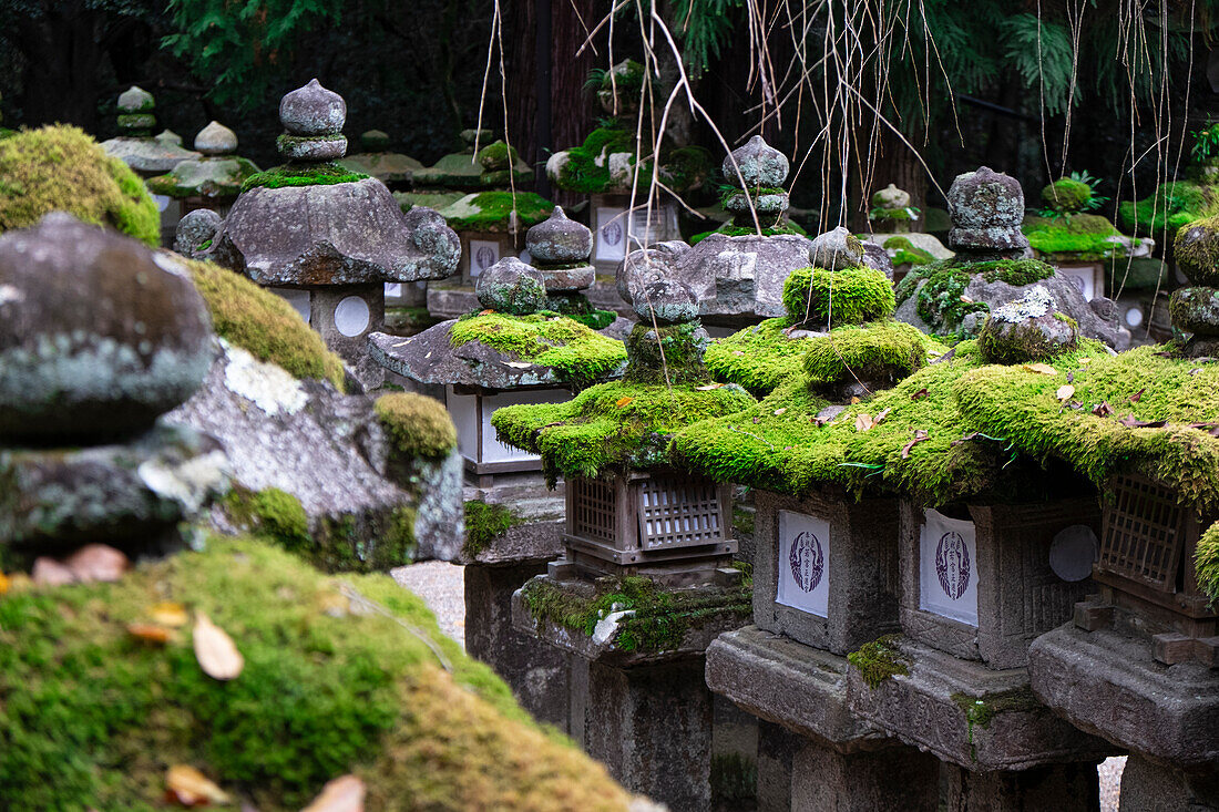 Ein Foto von Moos, das auf Steinlaternen im Garten des Kasuga-Tempels in Nara, Honshu, Japan, Asien, gedeiht