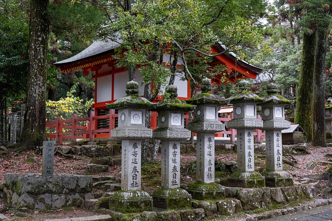 Mehrere Steinlaternen stehen inmitten eines Waldes in Nara, Honshu, Japan, Asien