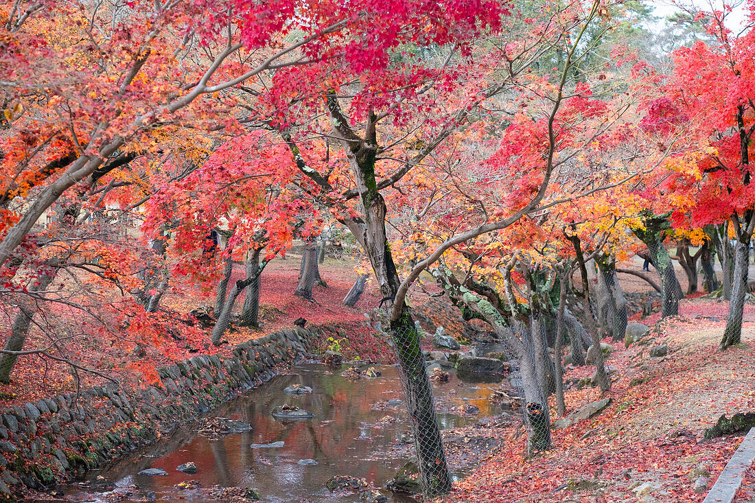 A small stream gracefully winds its way through a dense forest, surrounded by vibrant autumn colors in Nara, Honshu, Japan, Asia