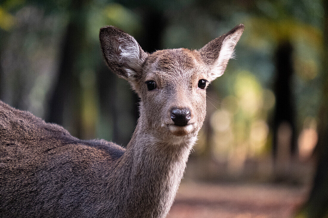 A deer stands close to the camera, its ears perked up, amidst the lush greenery of a forest in Nara, Honshu, Japan, Asia