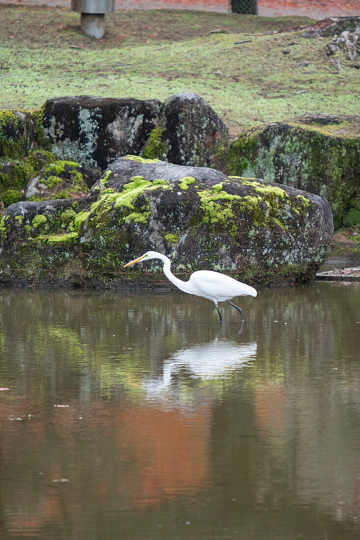 A white bird stands firmly on the surface of a body of water in Nara, Honshu, Japan, Asia