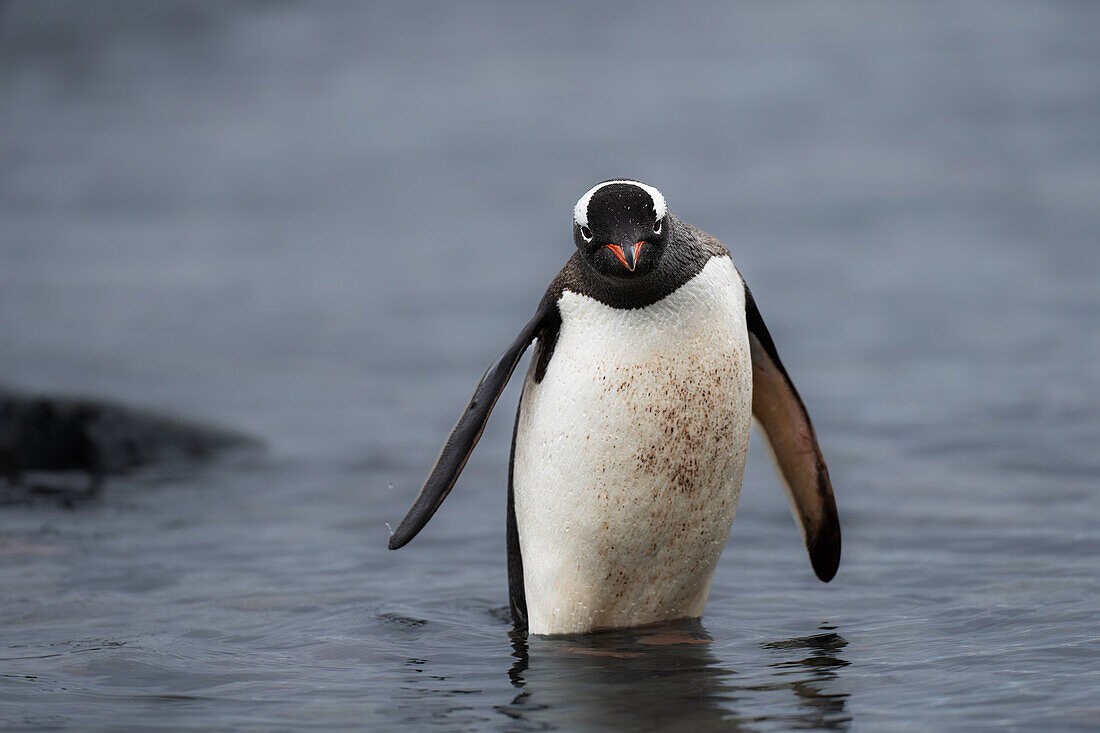 Ein Eselspinguin (Pygoscelis papua), auf der Antarktischen Halbinsel, Polarregionen