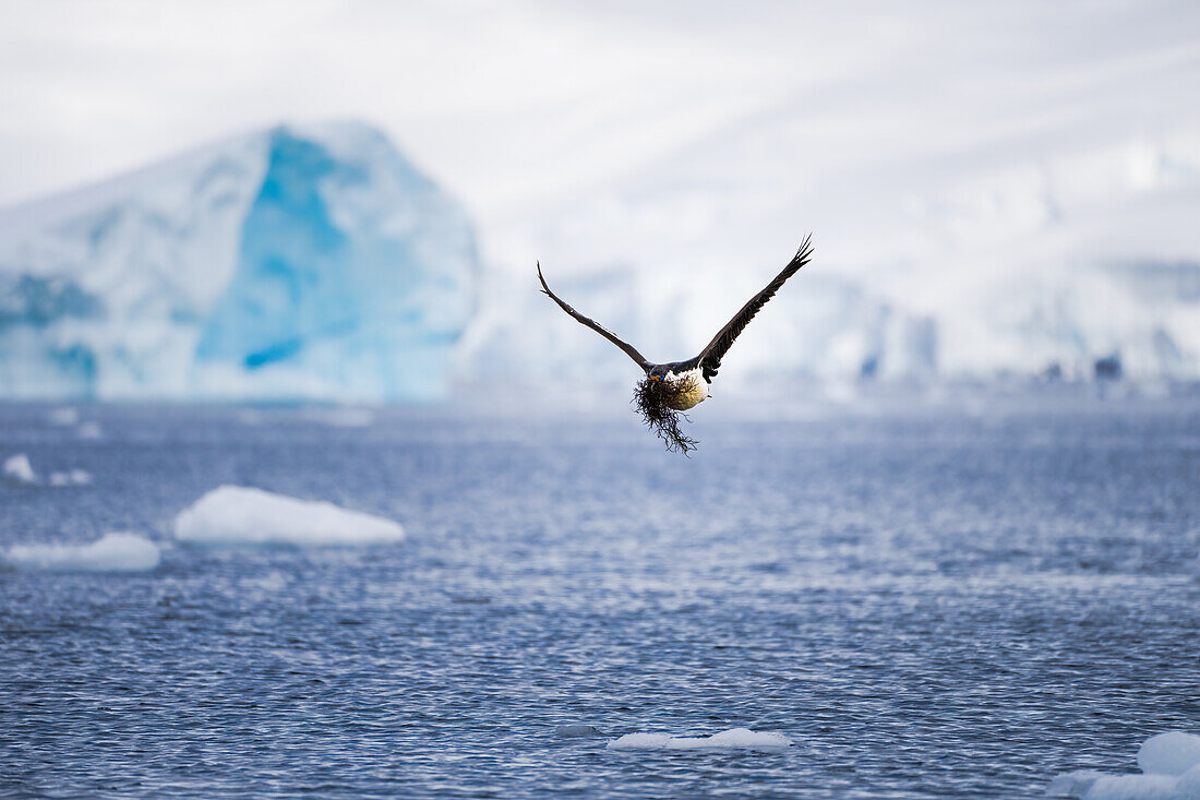 Eine Antarktische Krähenscharbe (Leucocarbo bransfieldensis) trägt Seemoos auf der Antarktischen Halbinsel, Polargebiete