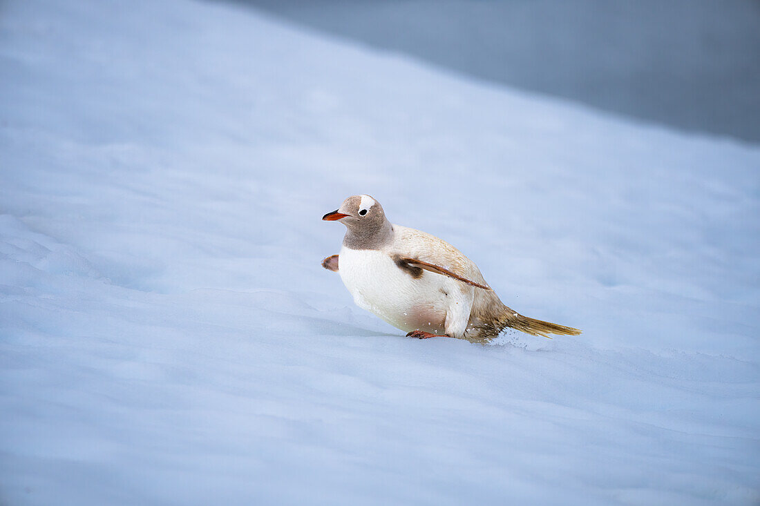 Ein Eselspinguin (Pygoscelis papua) mit einer seltenen Erkrankung, dem Leuzismus, auf der Antarktischen Halbinsel, Polargebiete