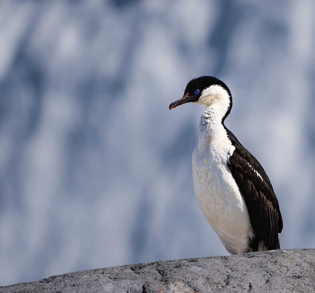 Eine Antarktische Krähenscharbe (Leucocarbo bransfieldensis), stehend auf einem Felsen in der Antarktischen Halbinsel, Polargebiete