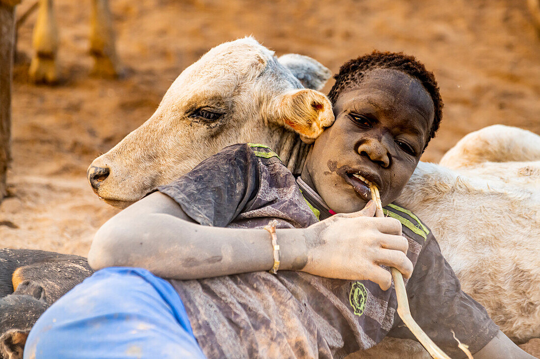 Staubiger Mundari-Junge liegt auf einer kleinen Kuh, Mundari-Stamm, Südsudan, Afrika