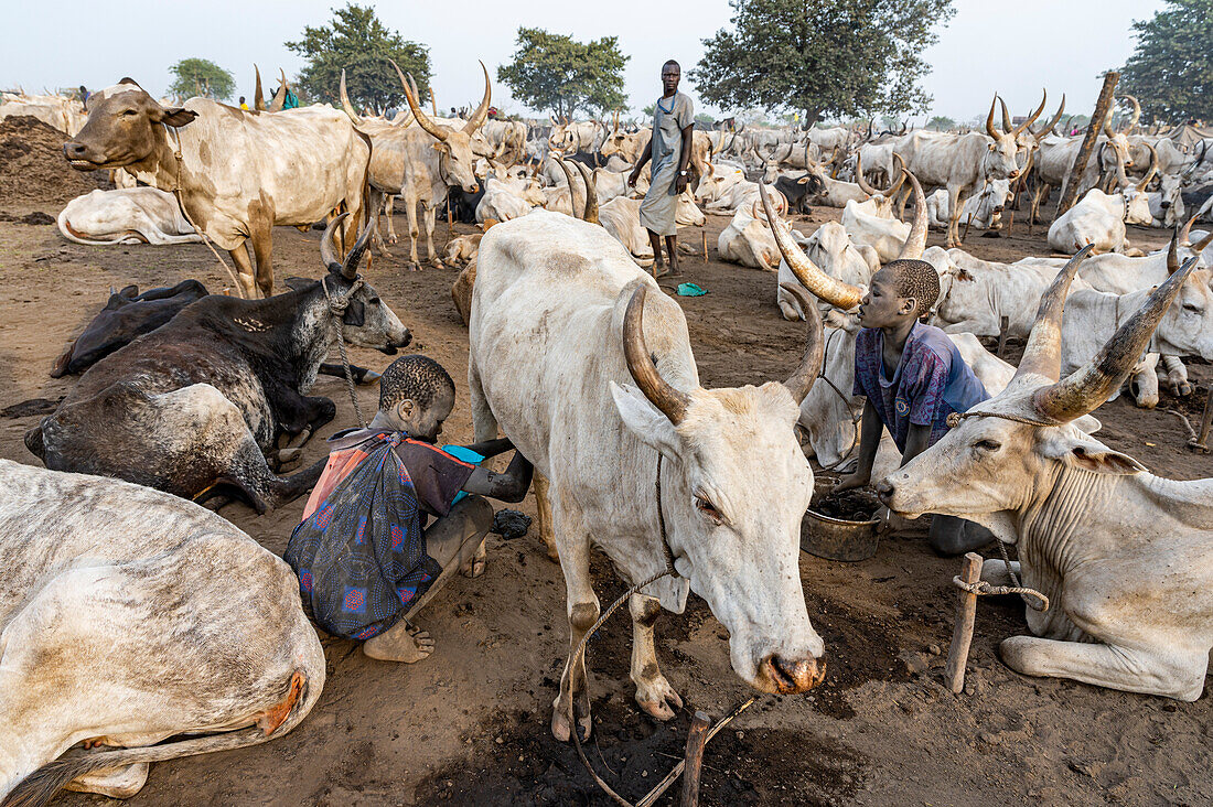 Junge melkt eine Kuh, Mundari-Stamm, Südsudan, Afrika