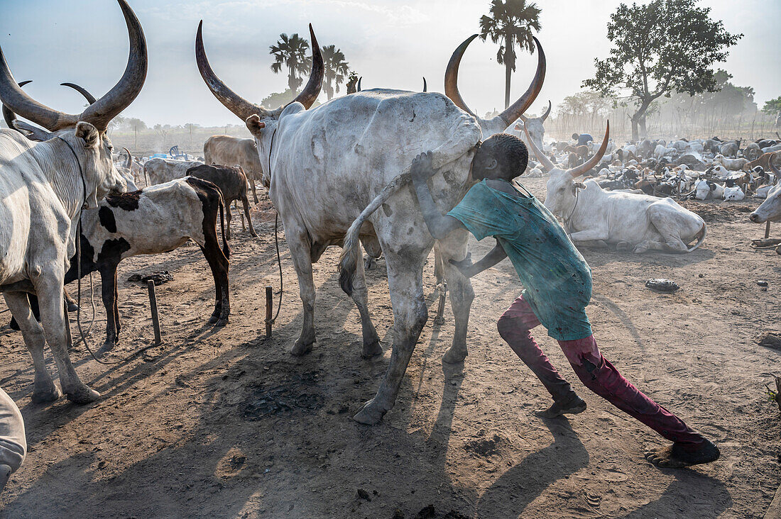 Junge bläst den Boden einer Kuh auf, um die Milchproduktion zu steigern, Mundari-Stamm, Südsudan, Afrika