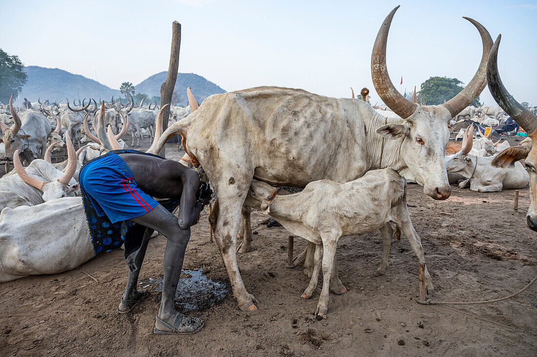 Mann wäscht sich in Kuhpisse, Mundari-Stamm, Südsudan, Afrika