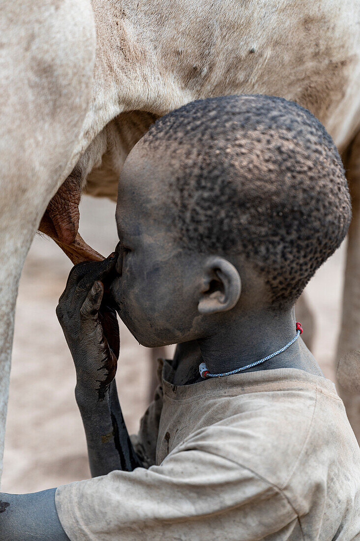 Junger Junge trinkt Milch direkt von einer Kuh, Mundari-Stamm, Südsudan, Afrika