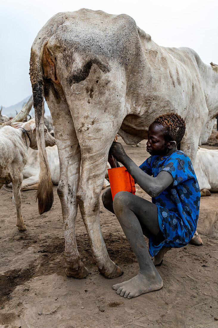 Junger Junge vom Stamm der Mundari beim Melken einer Kuh, Südsudan, Afrika