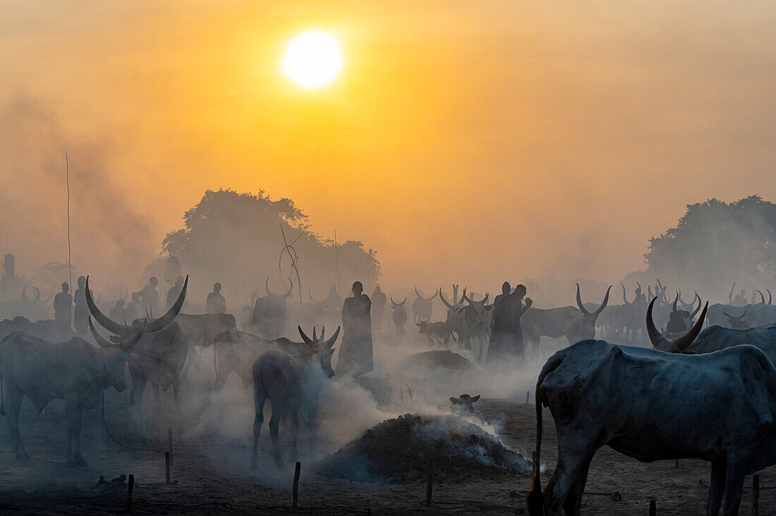 Backlit photo of a Mundari cattle camp, Mundari tribe, South Sudan, Africa