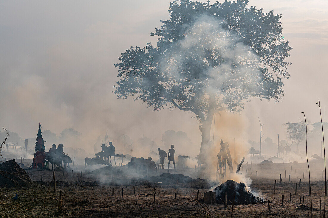 Backlit photo of a Mundari cattle camp, Mundari tribe, South Sudan, Africa