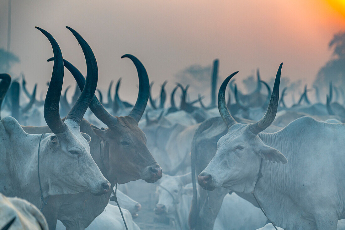 Gegenlichtaufnahme eines Mundari-Viehlagers, Stamm der Mundari, Südsudan, Afrika