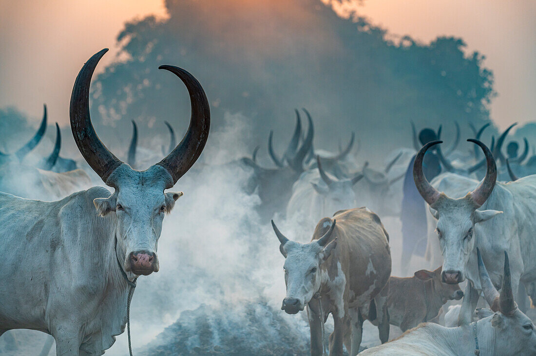 Gegenlichtaufnahme eines Mundari-Viehlagers, Stamm der Mundari, Südsudan, Afrika