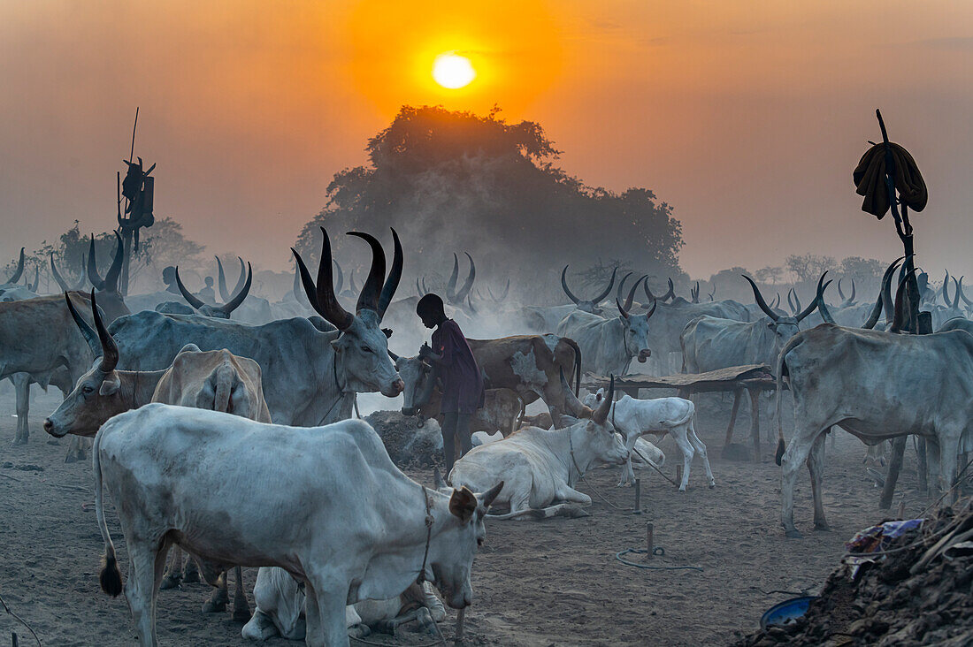 Gegenlichtaufnahme eines Mundari-Viehlagers, Stamm der Mundari, Südsudan, Afrika