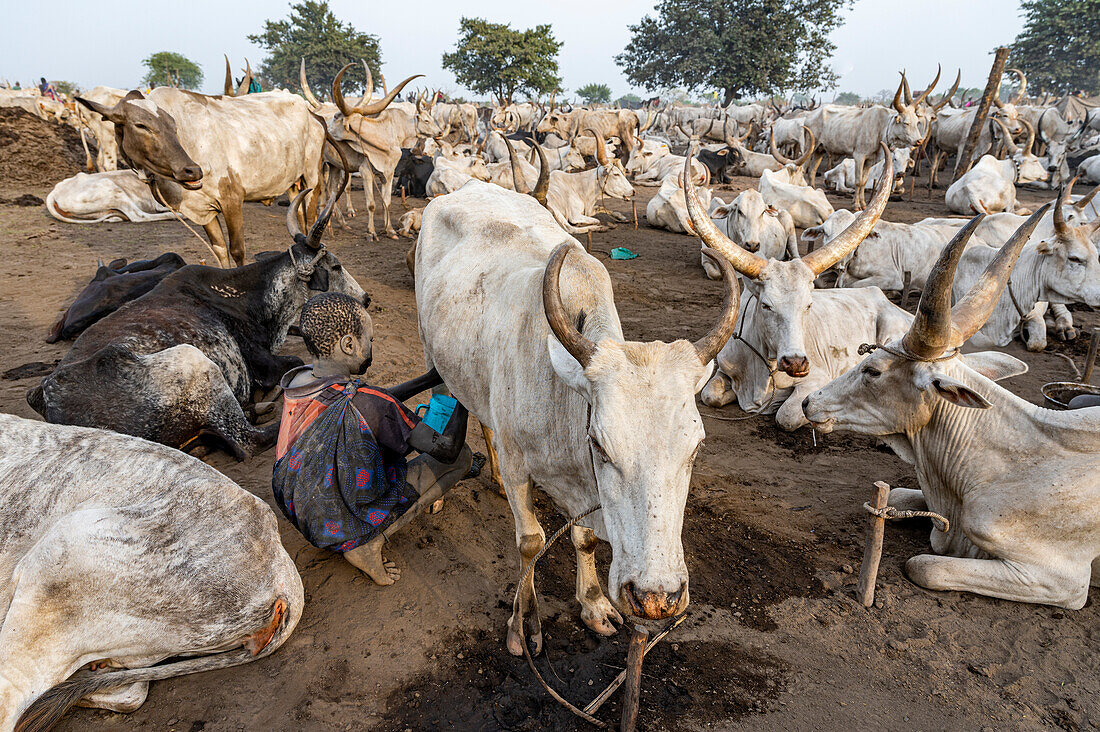 Junge melkt eine Kuh, Mundari-Stamm, Südsudan, Afrika