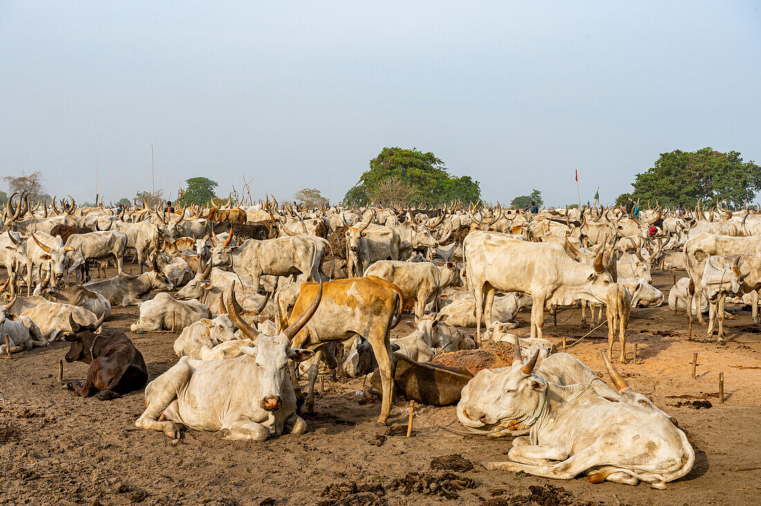 Viehlager, Mundari-Stamm, Südsudan, Afrika