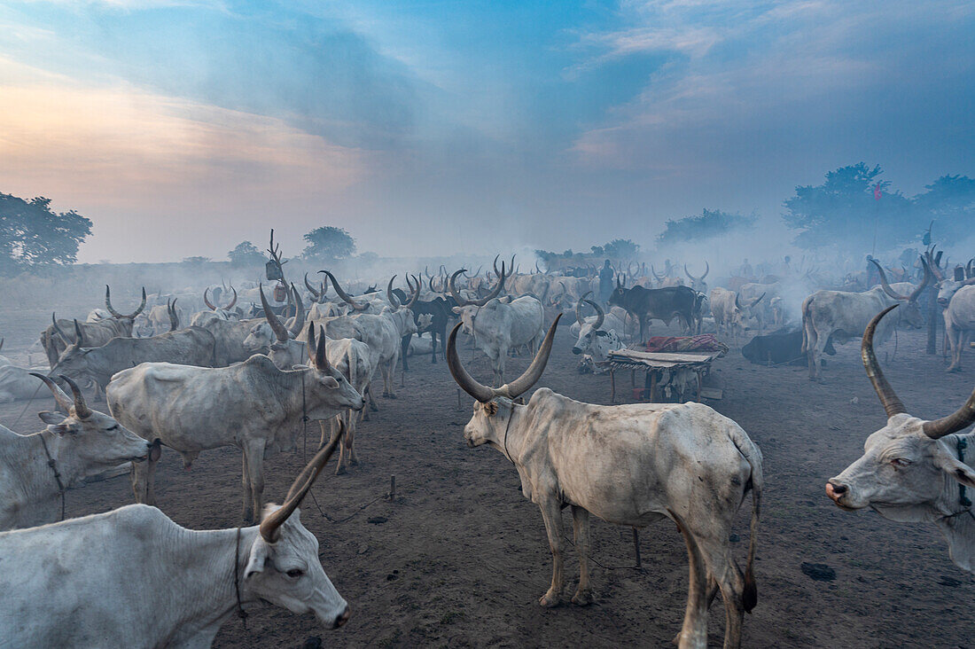 Gegenlichtaufnahme eines Mundari-Viehlagers bei Sonnenuntergang, Mundari-Stamm, Südsudan, Afrika