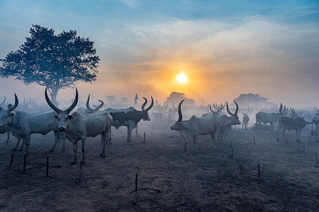 Gegenlichtaufnahme eines Mundari-Viehlagers bei Sonnenuntergang, Mundari-Stamm, Südsudan, Afrika