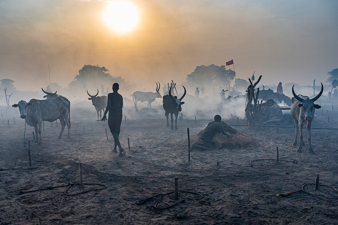 Backlit photo of a Mundari cattle camp, Mundari tribe, South Sudan, Africa