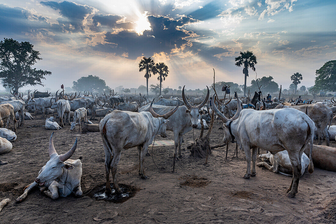 Viehlager bei Sonnenuntergang, Mundari-Stamm, Südsudan, Afrika