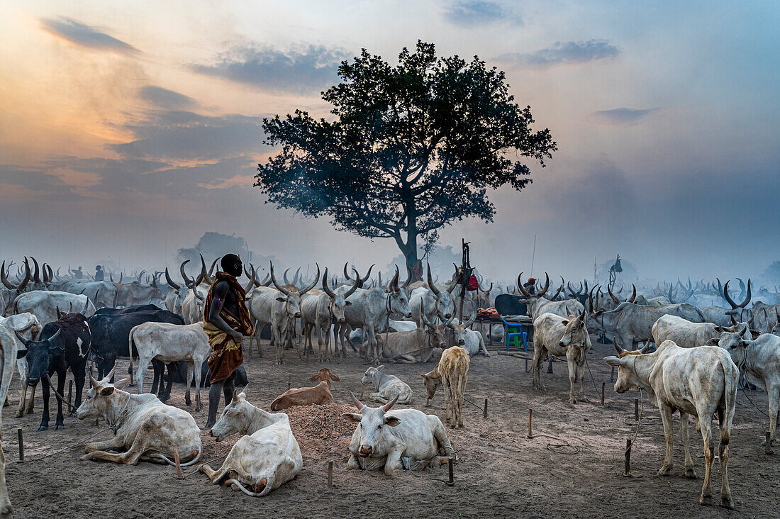 Mann vom Stamm der Mundari säubert eine Kuh, Südsudan, Afrika