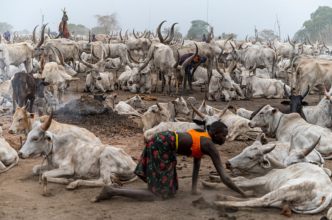 Frau vom Stamm der Mundari säubert eine Kuh, Südsudan, Afrika