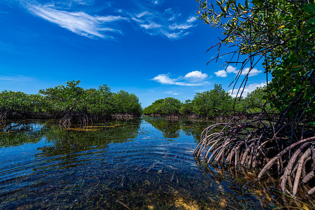 Swamps in Grande Santa Cruz Island, Zamboanga, Mindanao, Philippines, Southeast Asia, Asia