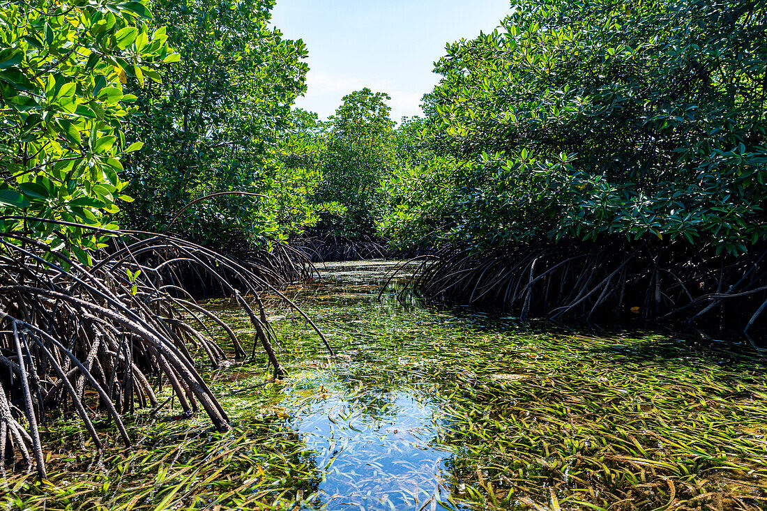 Sümpfe in Grande Santa Cruz Island, Zamboanga, Mindanao, Philippinen, Südostasien, Asien