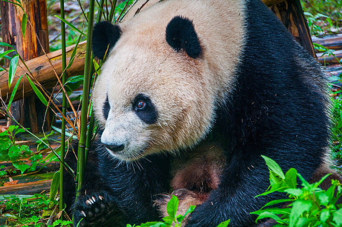 Pandabär, Chengdu, Sichuan, China, Asien