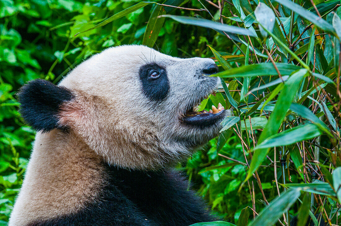 Panda Bear, Chengdu, Sichuan, China, Asia