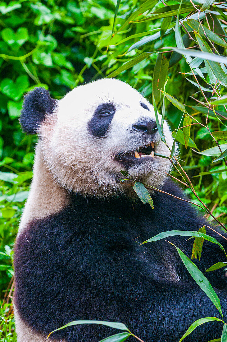 Panda Bear, Chengdu, Sichuan, China, Asia