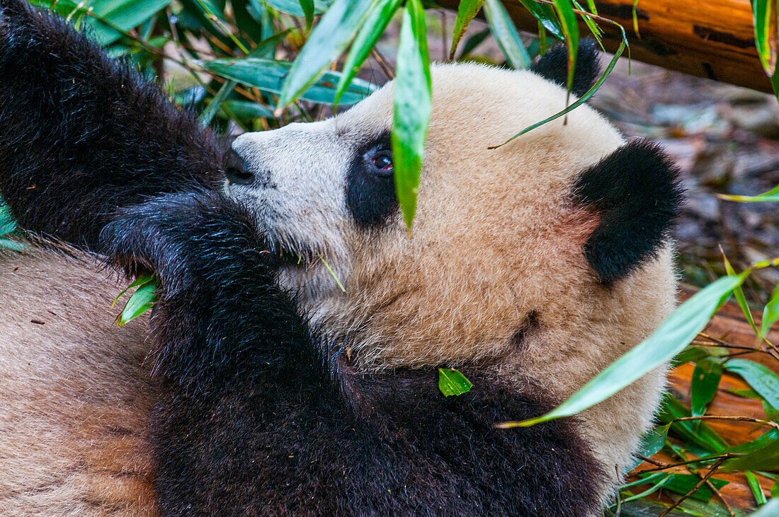 Pandabär, Chengdu, Sichuan, China, Asien