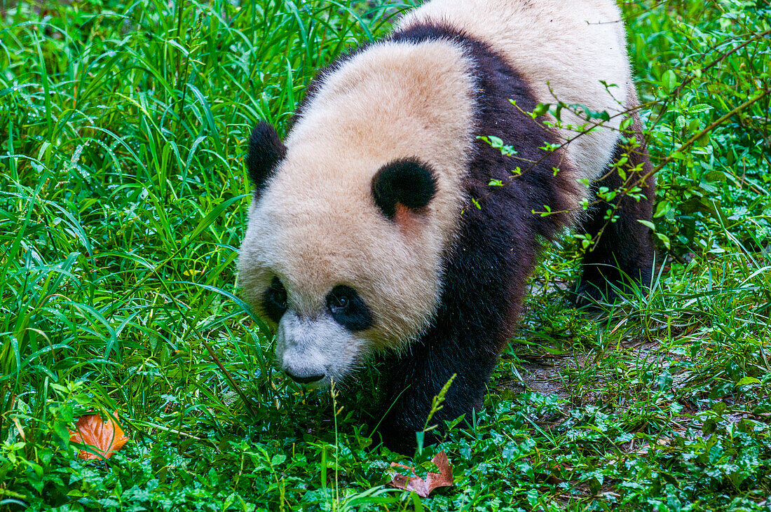 Pandabär, Chengdu, Sichuan, China, Asien