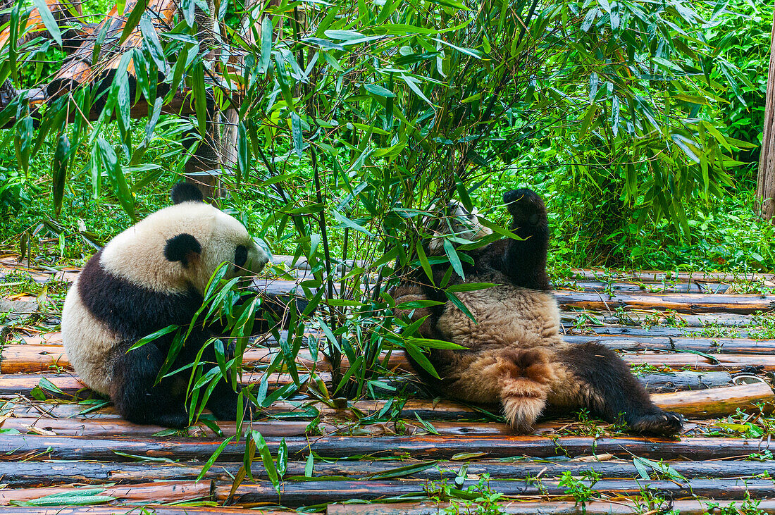 Panda Bear, Chengdu, Sichuan, China, Asia