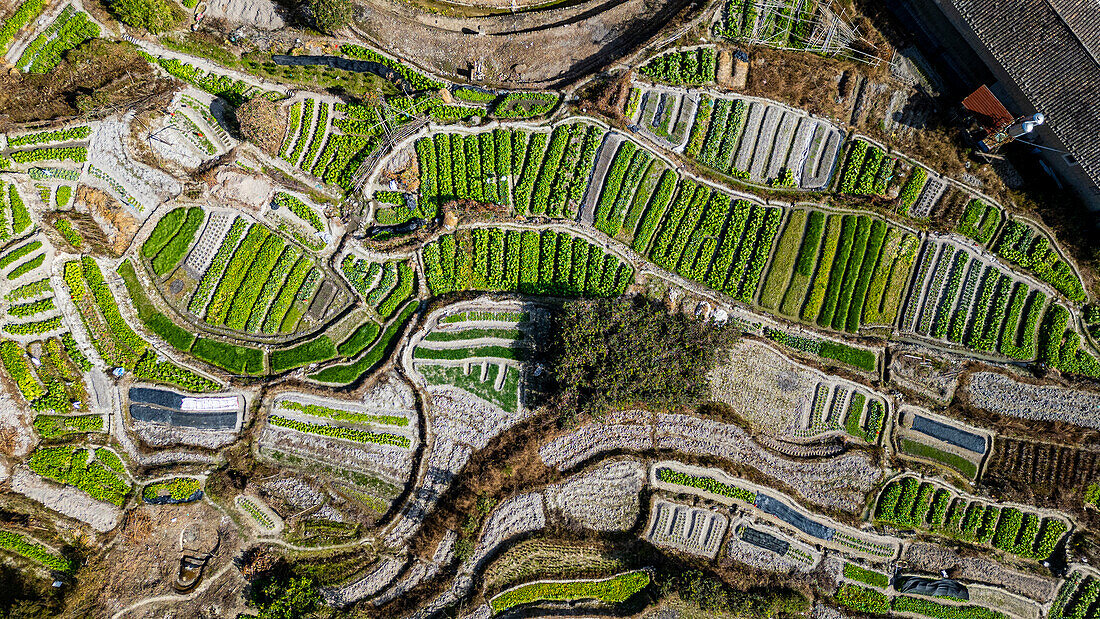 Aerial of tea plantations around the Yuchang Fujian Tulou, rural dwelling of the Hakka, Fujian, China, Asia