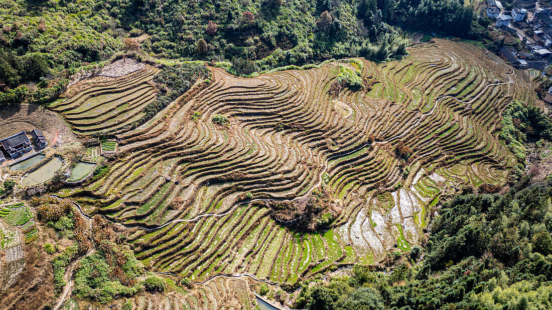 Luftaufnahme der Reisterrassen um Tianluokeng, UNESCO-Weltkulturerbe, Fujian Tulou, ländliche Behausung der Hakka, Fujian, China, Asien