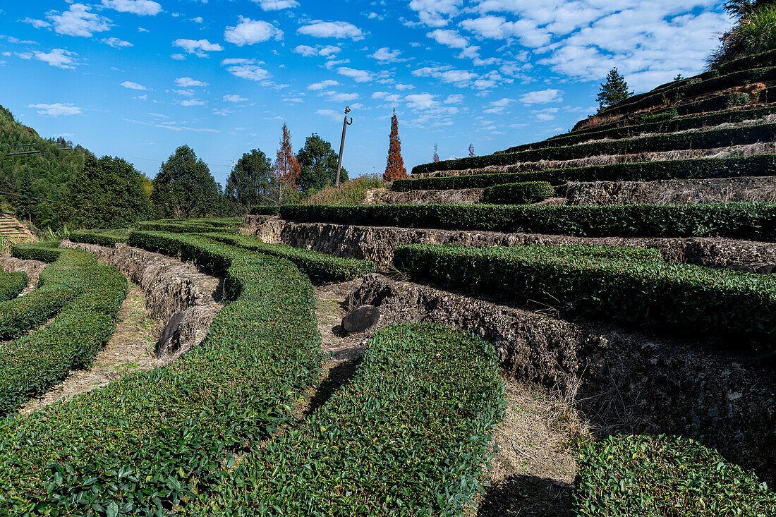 Teeplantage in Tianluokeng, Fujian Tulou, ländliche Behausung der Hakka, Fujian, China, Asien