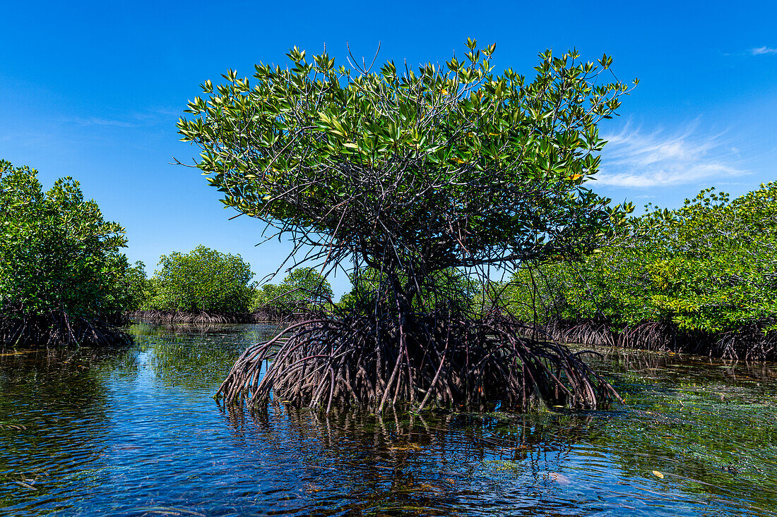 Sümpfe in Grande Santa Cruz Island, Zamboanga, Mindanao, Philippinen, Südostasien, Asien